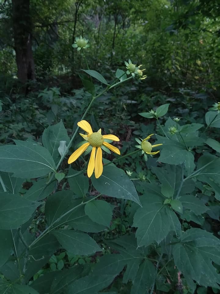 Another native wild flower, the grey-headed coneflower on the trail.