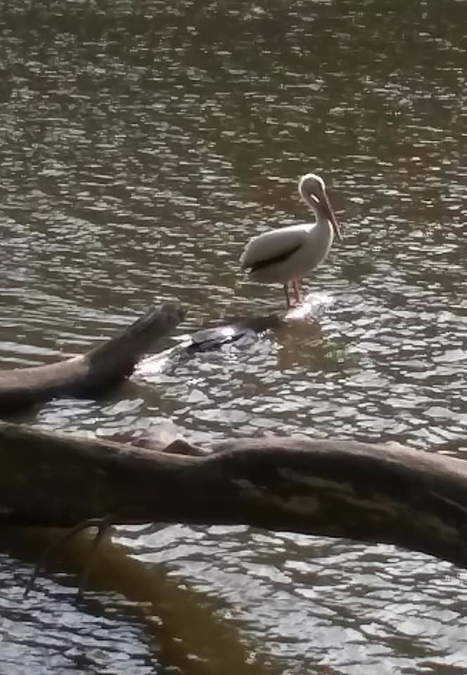 A white pelican preening itself on the banks of the Minnesota River.