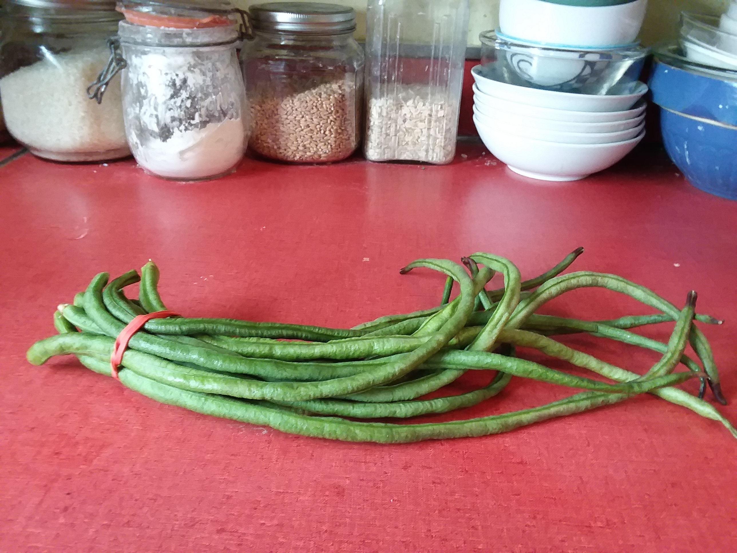yard long beans on my red counter