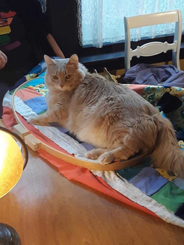 Buttercup "helping" with the quilt hoop