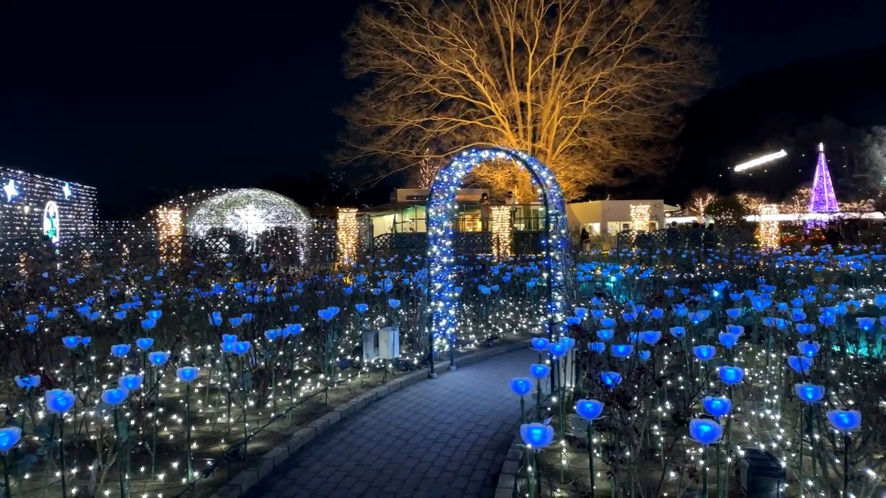 Blue tulip colored lights along a path