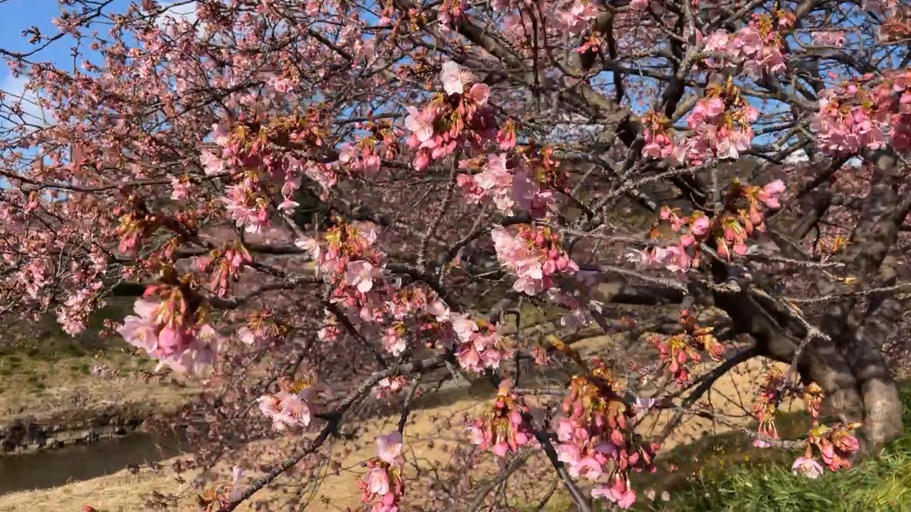 close-up on blossoms