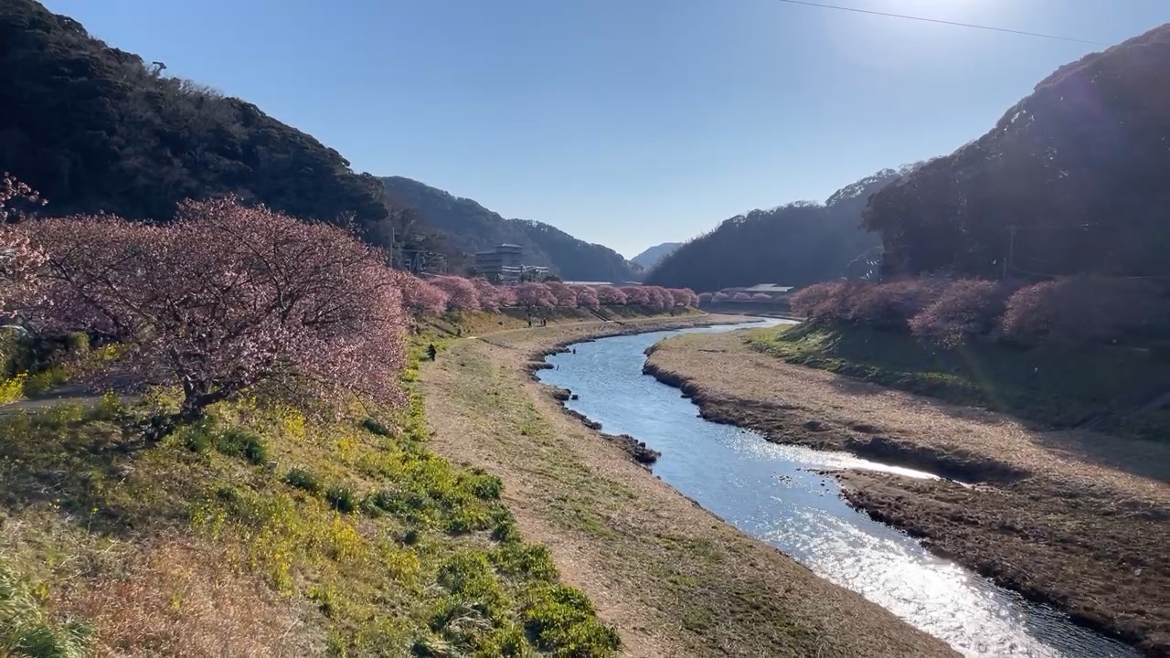 Aono River with cherry trees