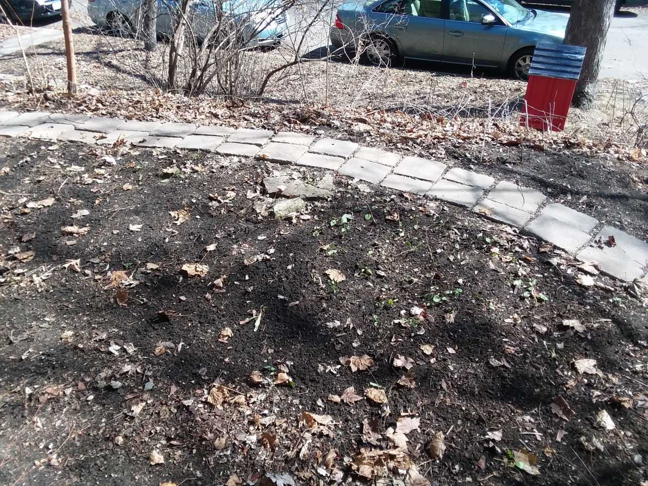 Empty space waiting for native plants