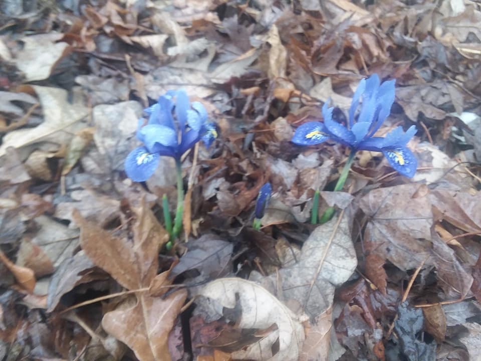 Irises despite the weather