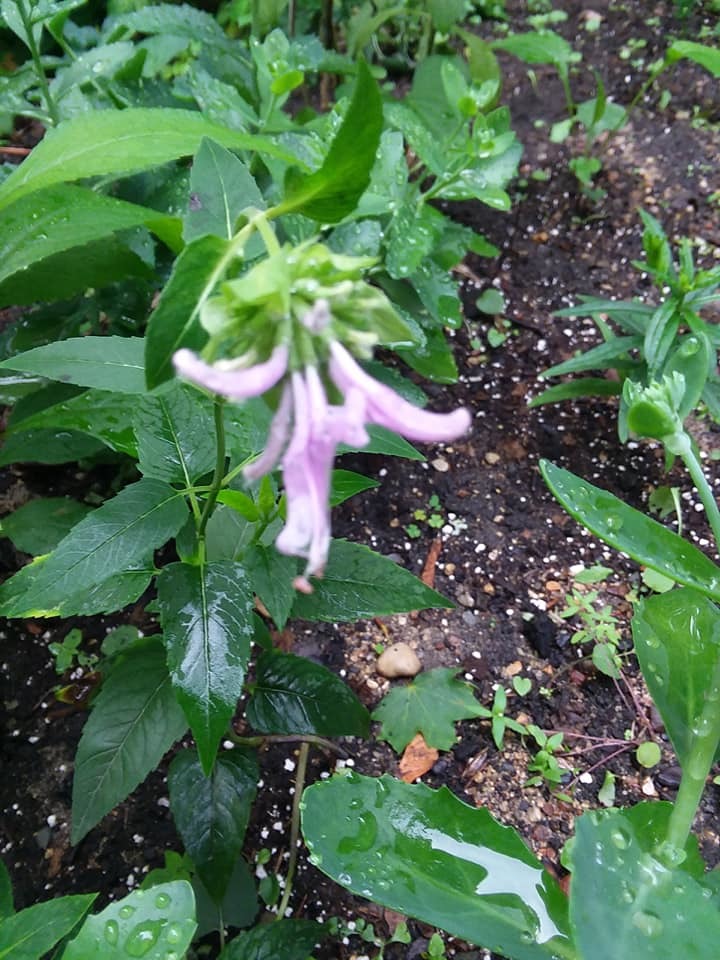 Monarda fistulosa (Wild Bergamot) droopy after recent watering. 