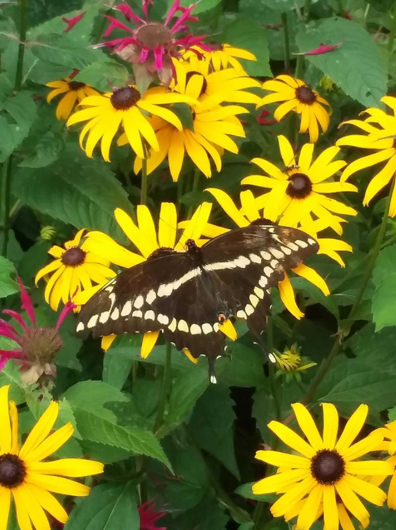 The giant swallowtail (Papilio cresphontes) is the largest butterfly in North America.