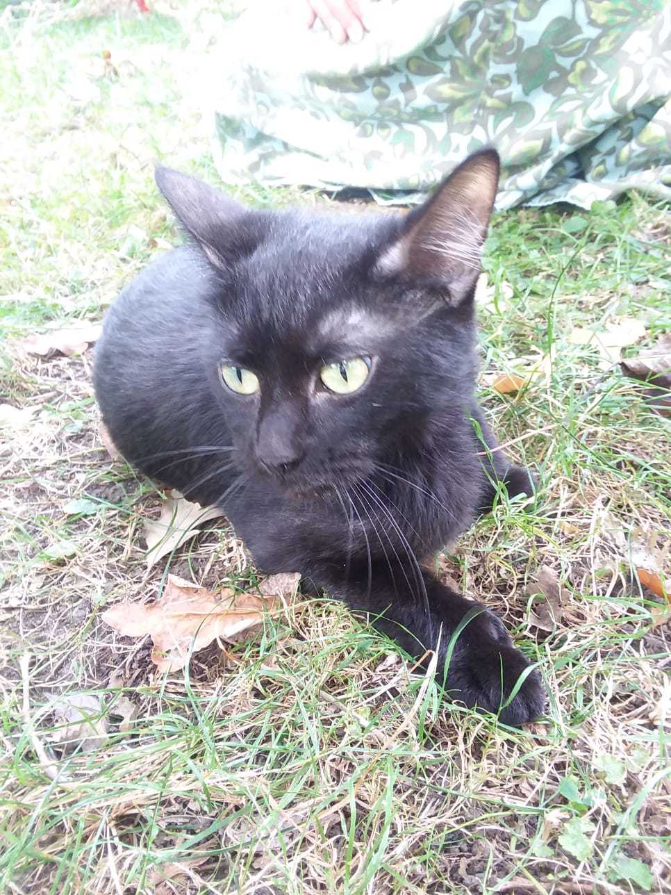 Clover, a black cat, sitting in the yard