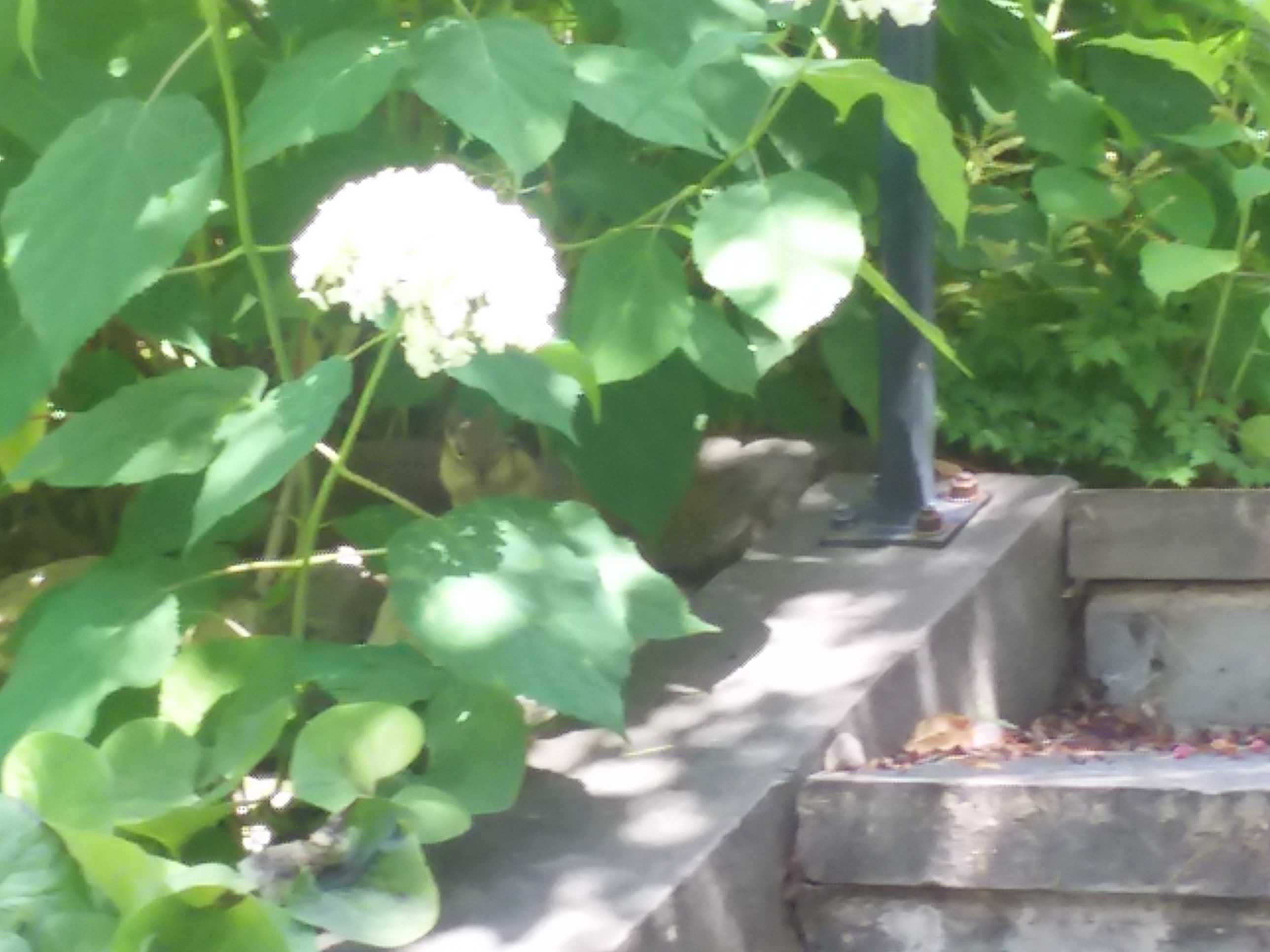 chipmunk hiding under hydrandgea