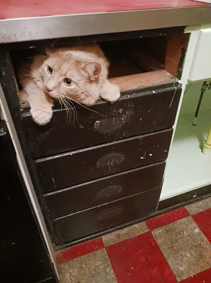 A big orange goofball who has wedged himself into a very small cabinet