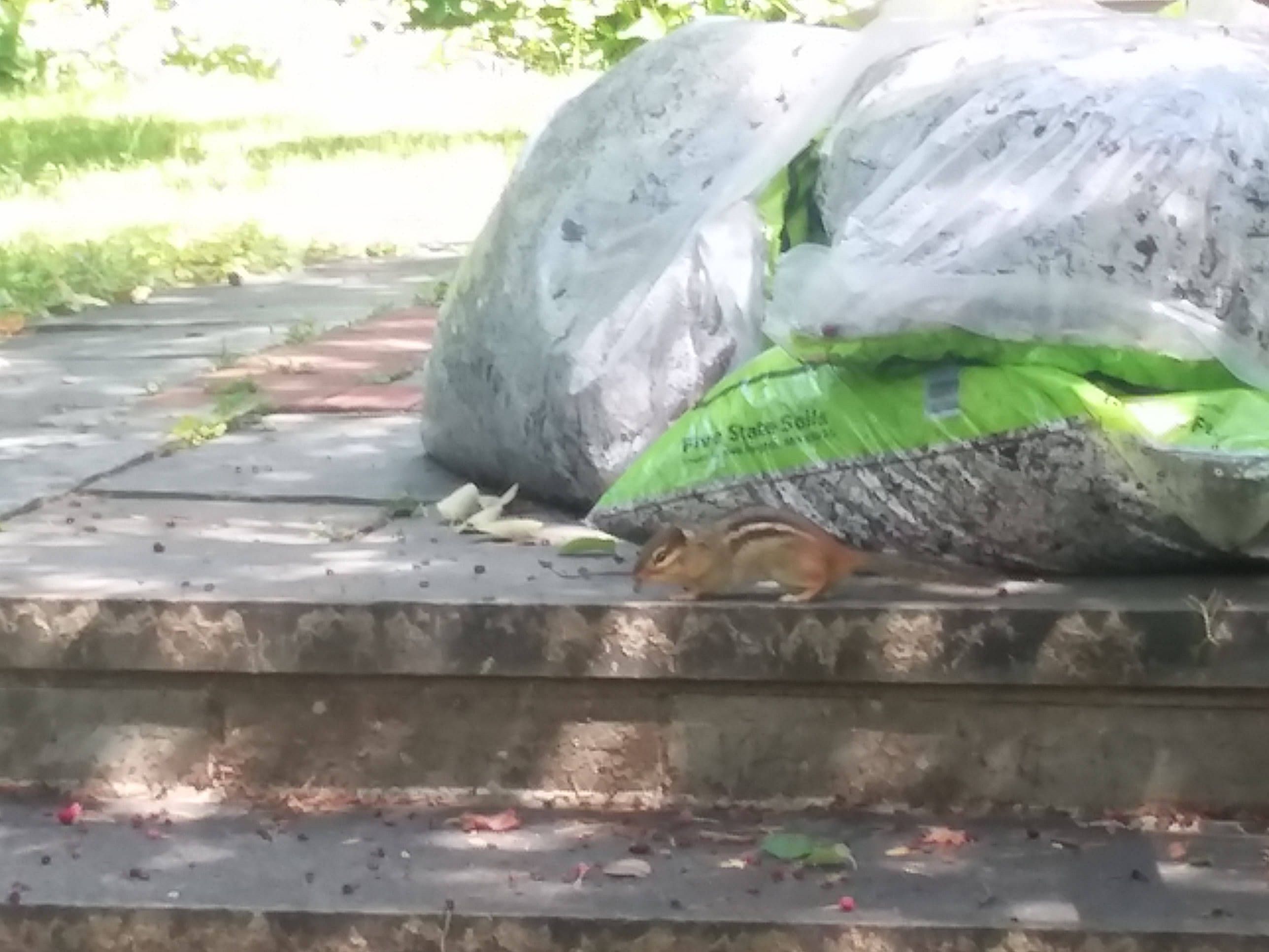 a chipmunk scooting past compost someone has left at the top of their stairs