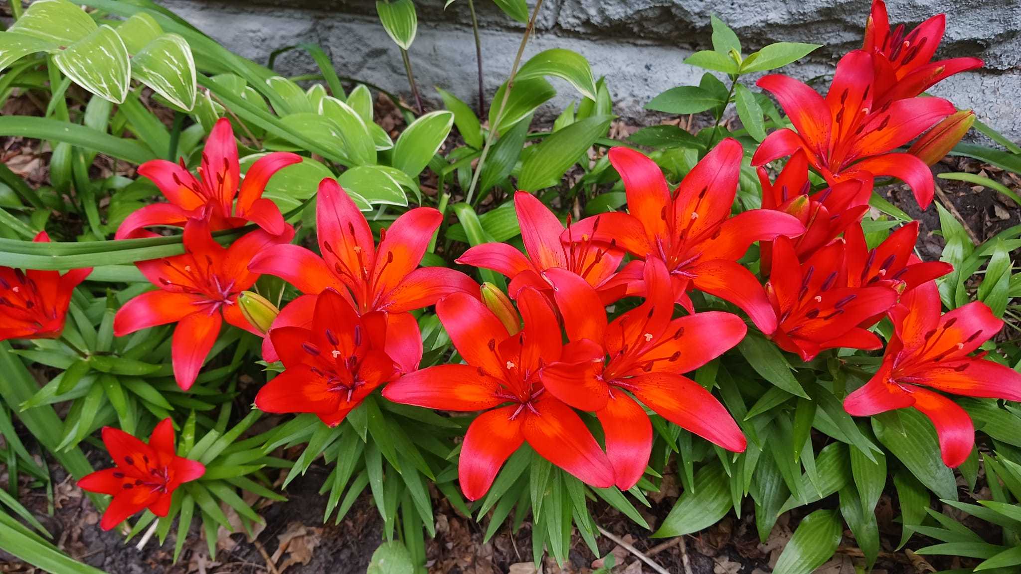 red Asiatic lilies