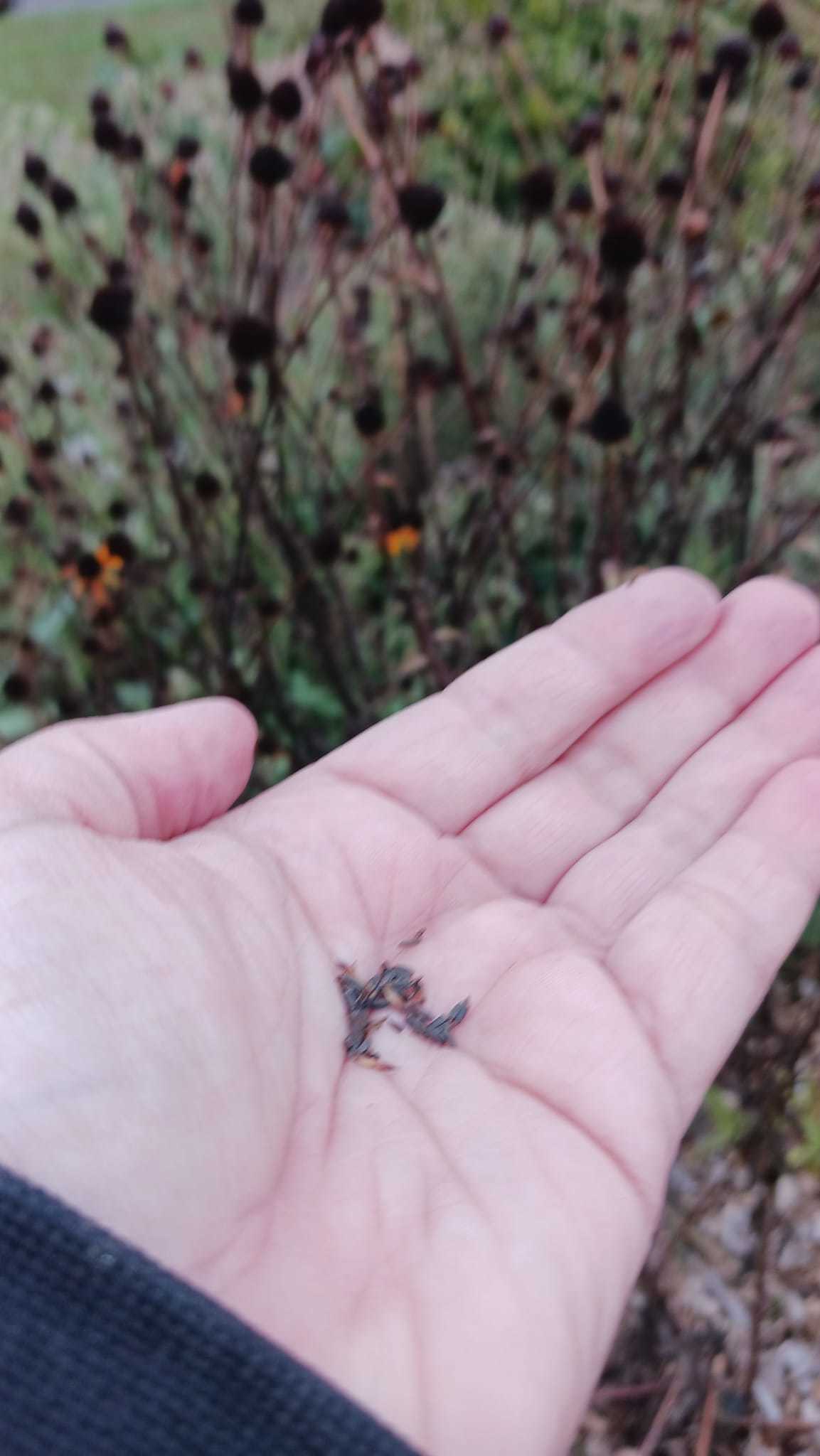 Me, collecting some rudbeckia trilaba, aka brown-eyed Susans