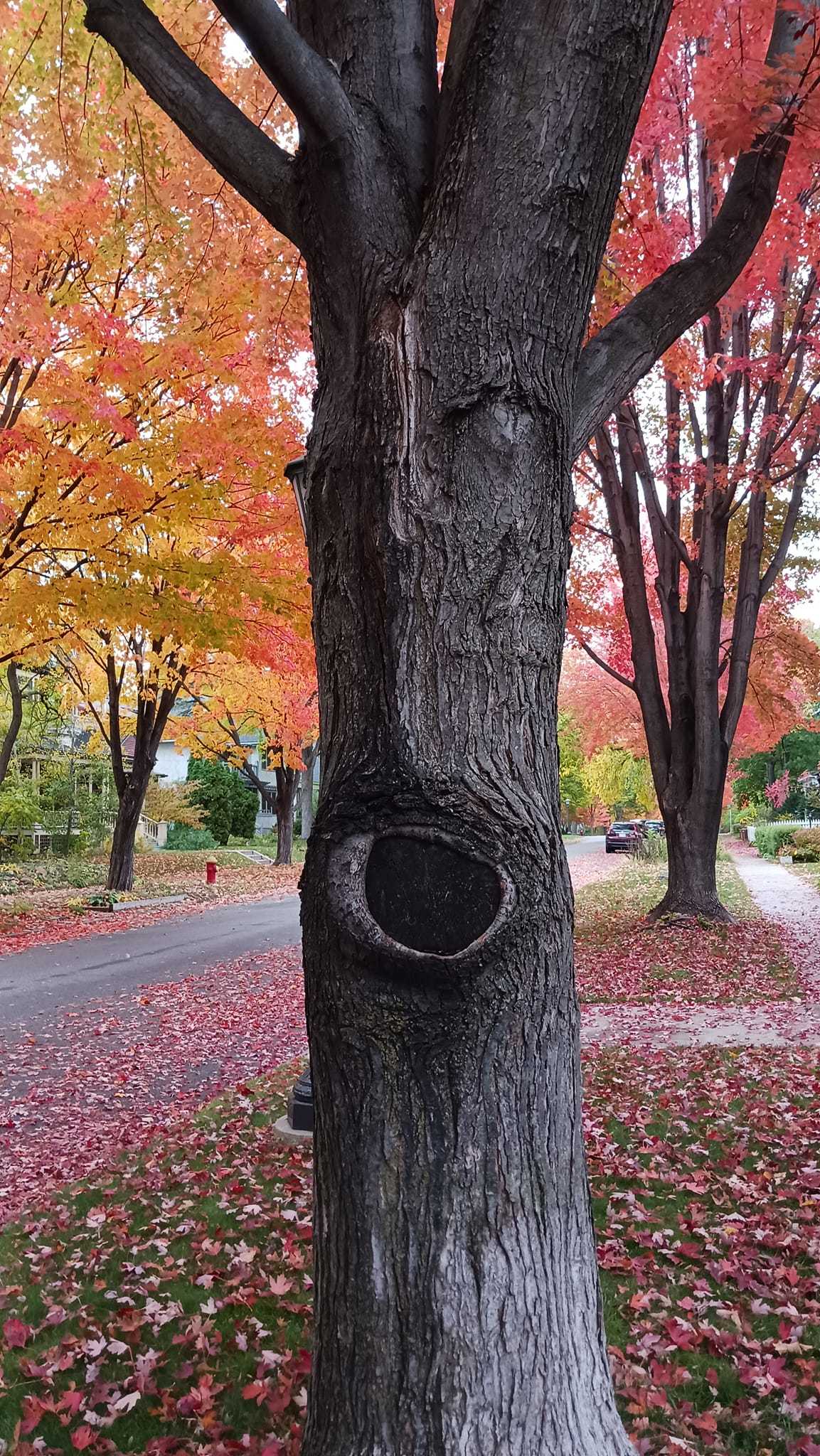 Ent