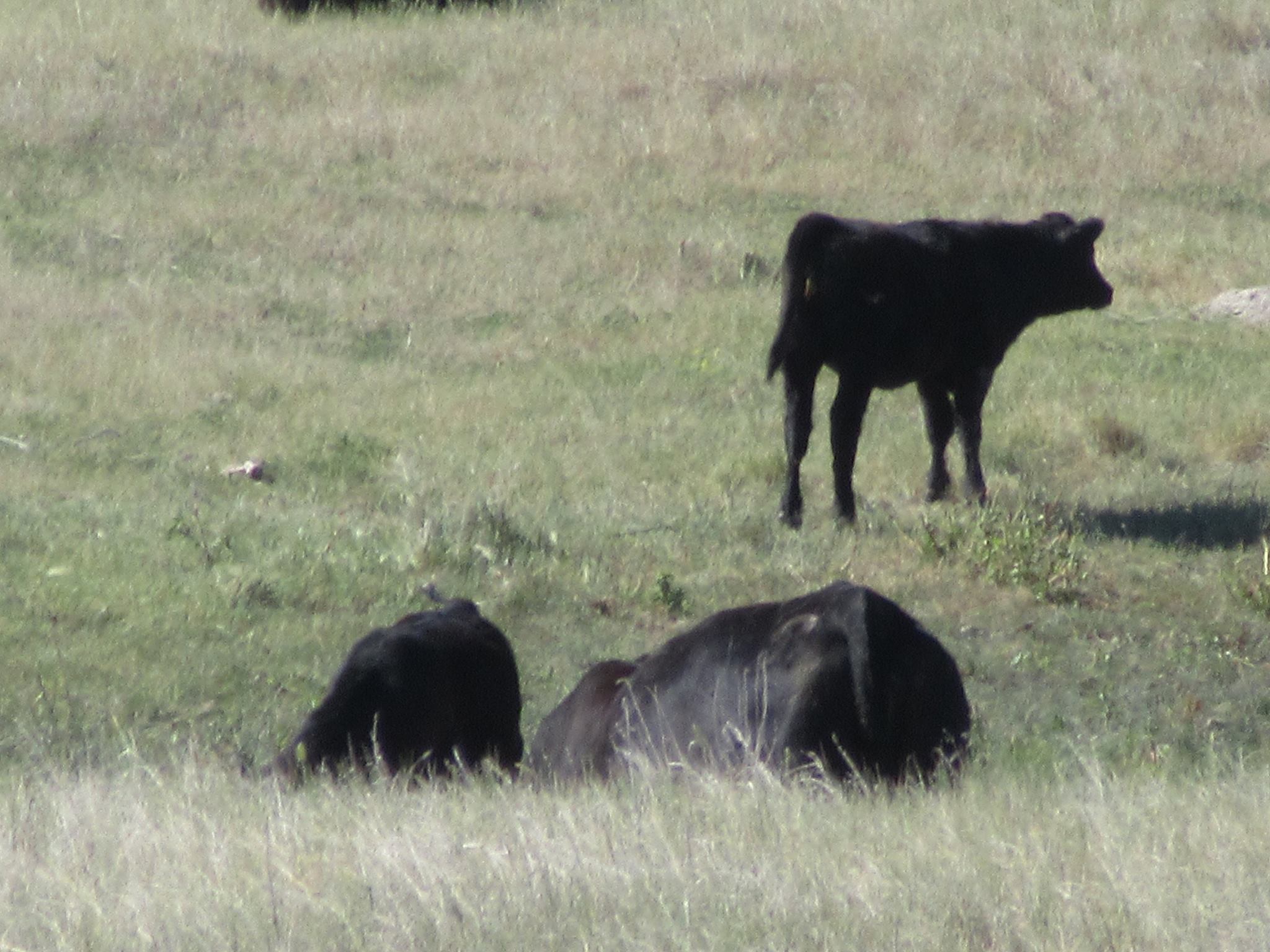 cows out of missile site