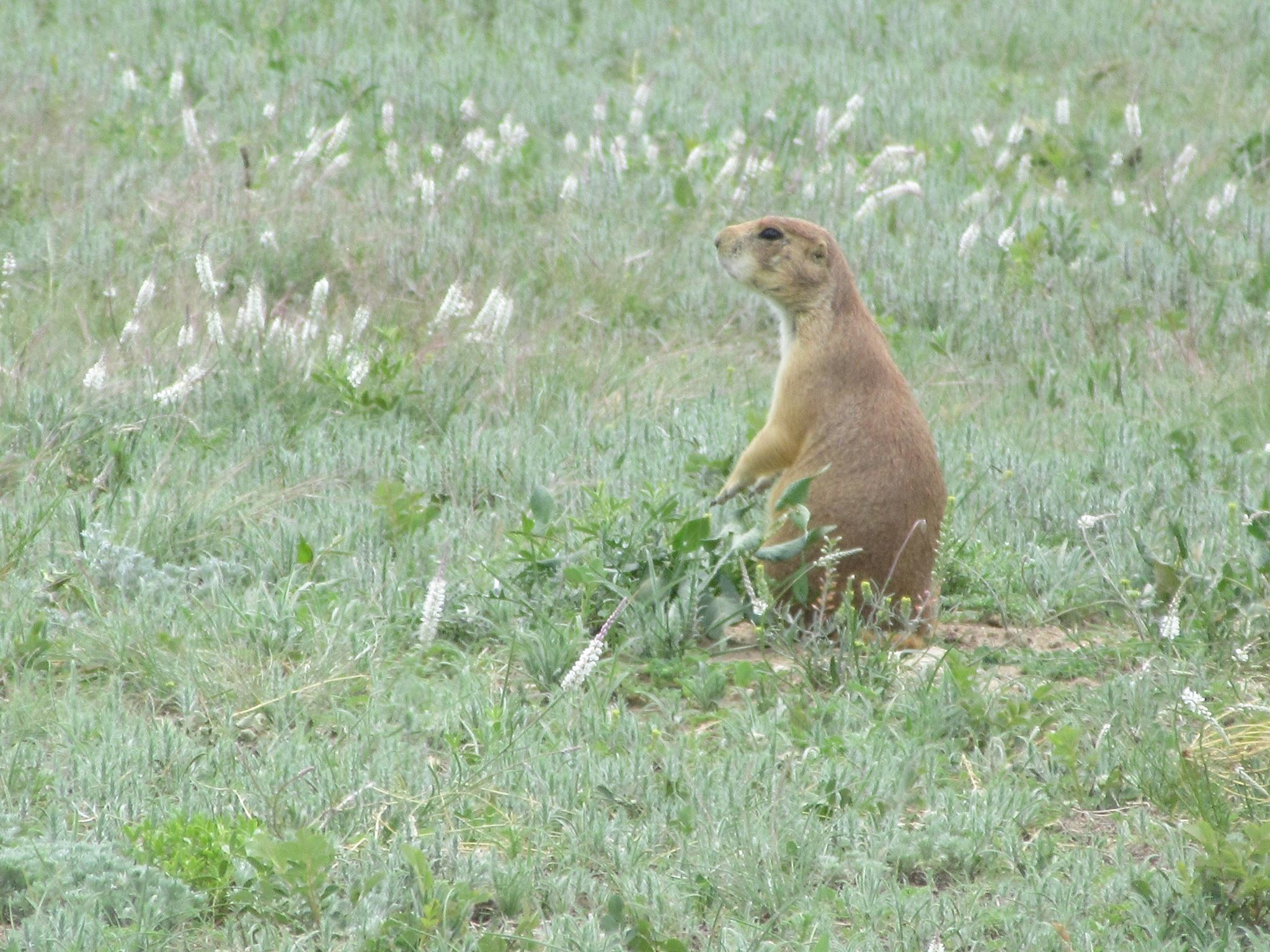 prairie dog town!