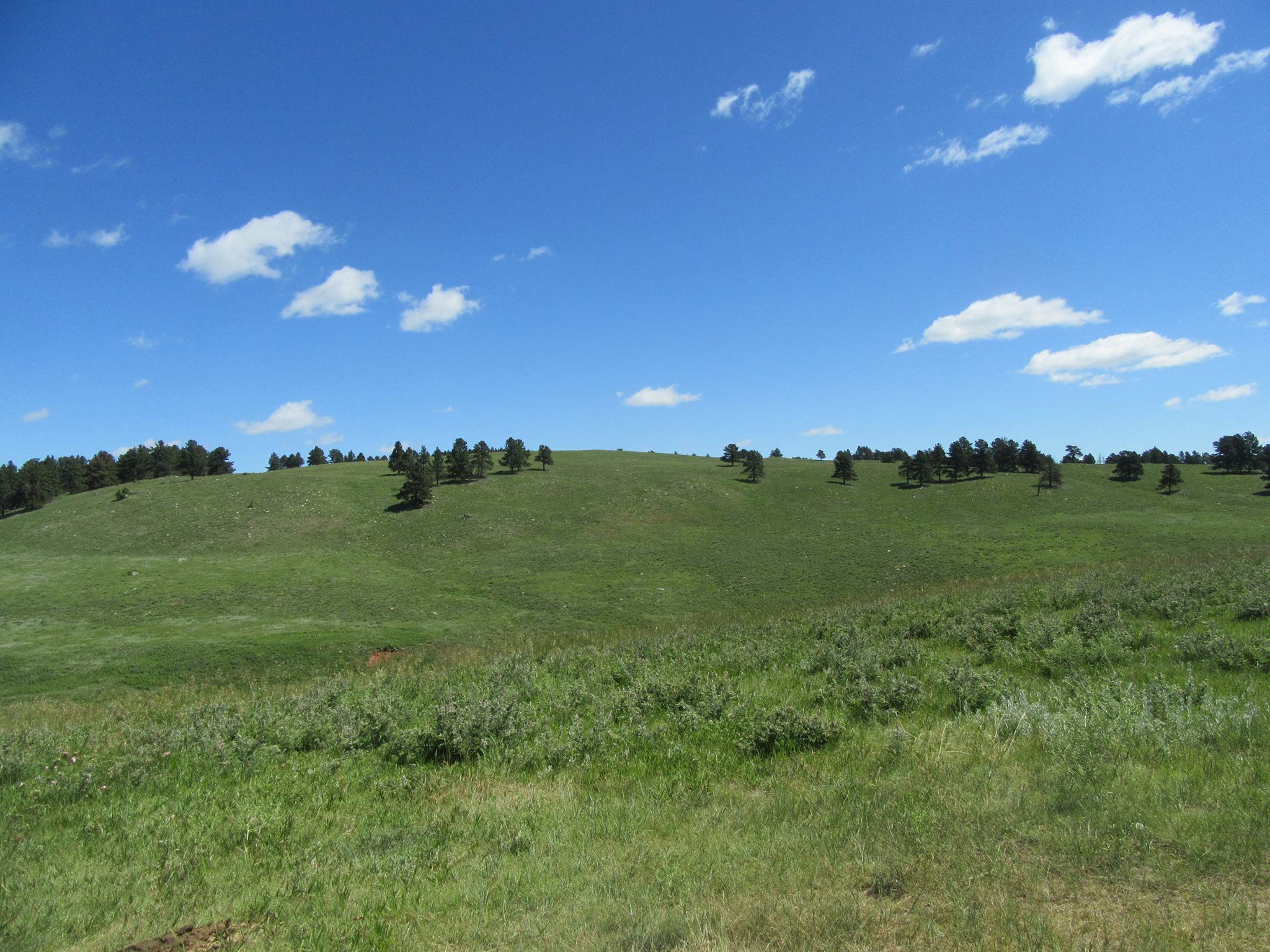 desolate Custer State Park