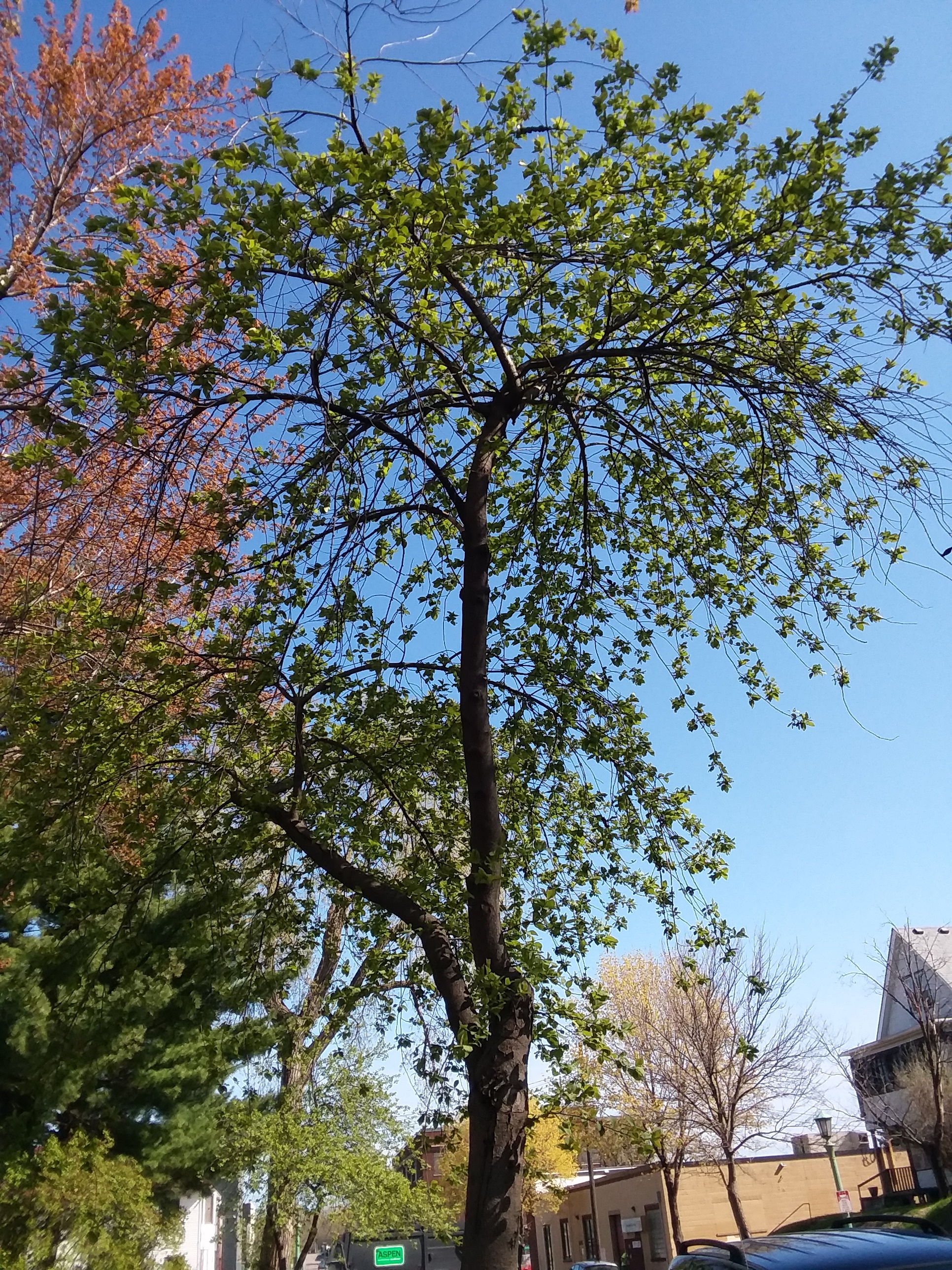 Okay, so this looks like a decent tree, but see how badly it fills out? This not a nice tree. Don't let it fool you.