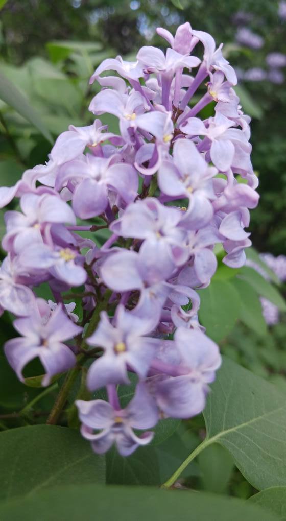 lilac close-up