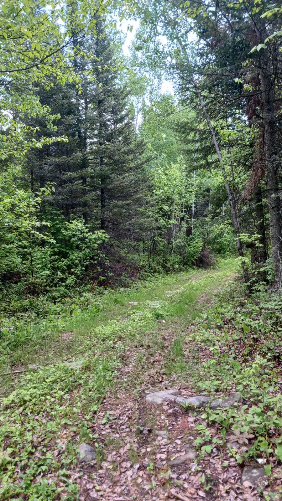 wooded path (Bearskin 2025)