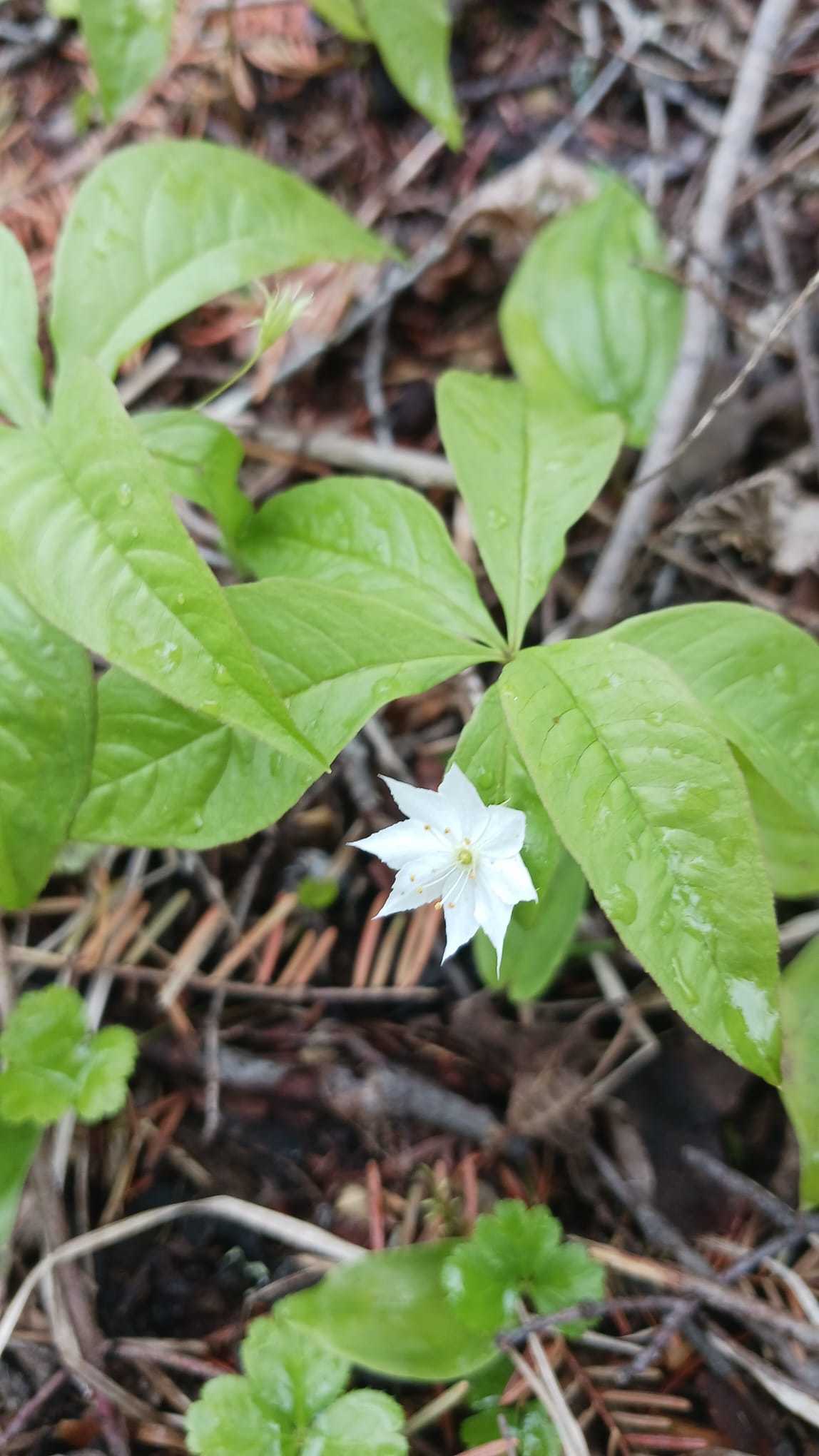 star flower