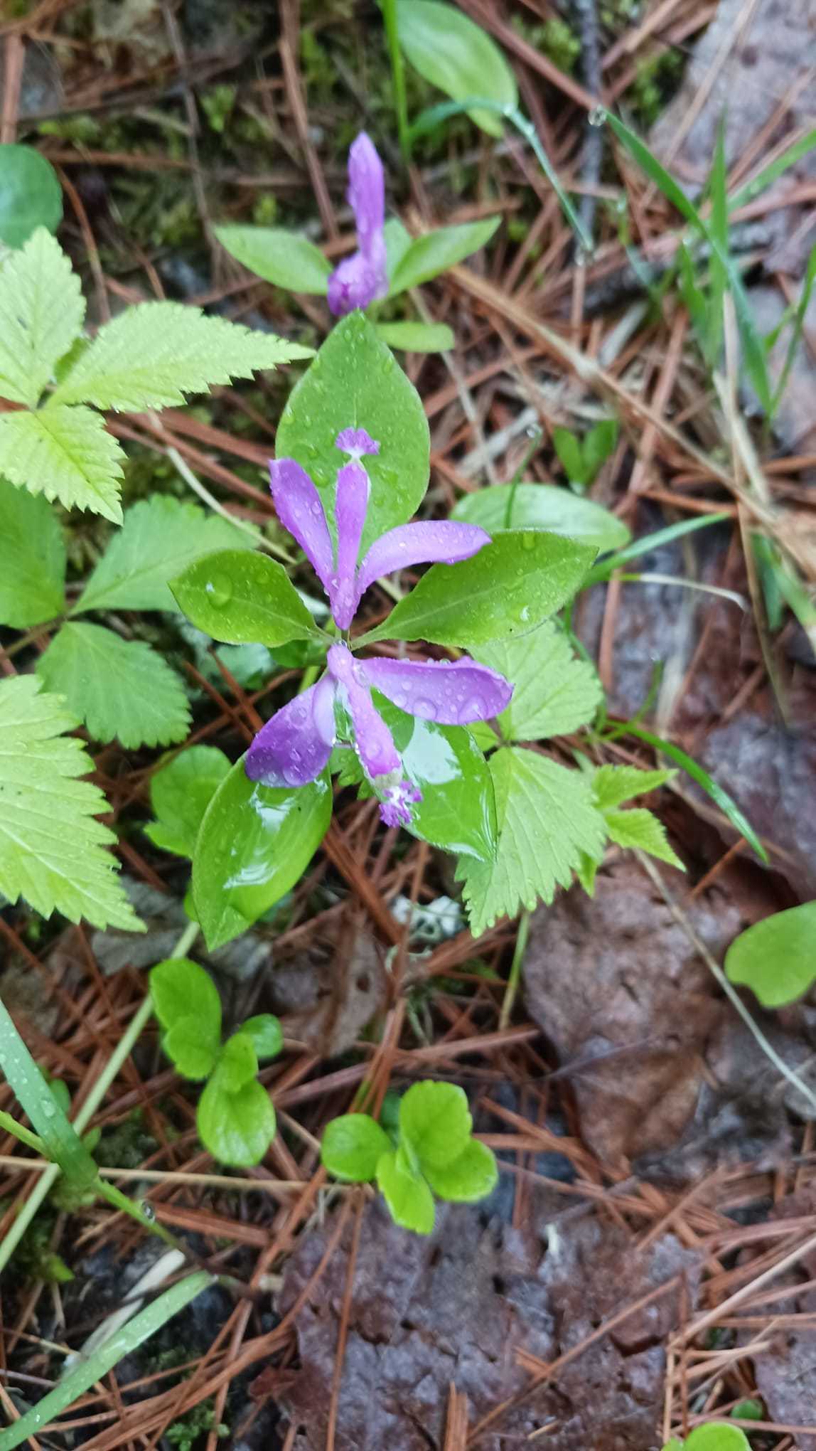 purple wildflower