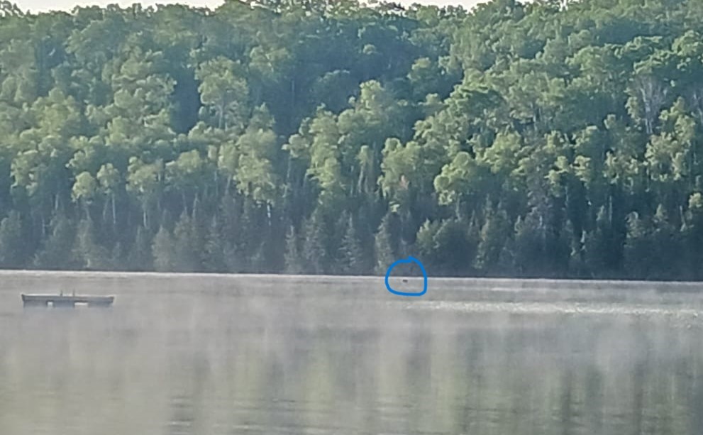 speck of moose in water