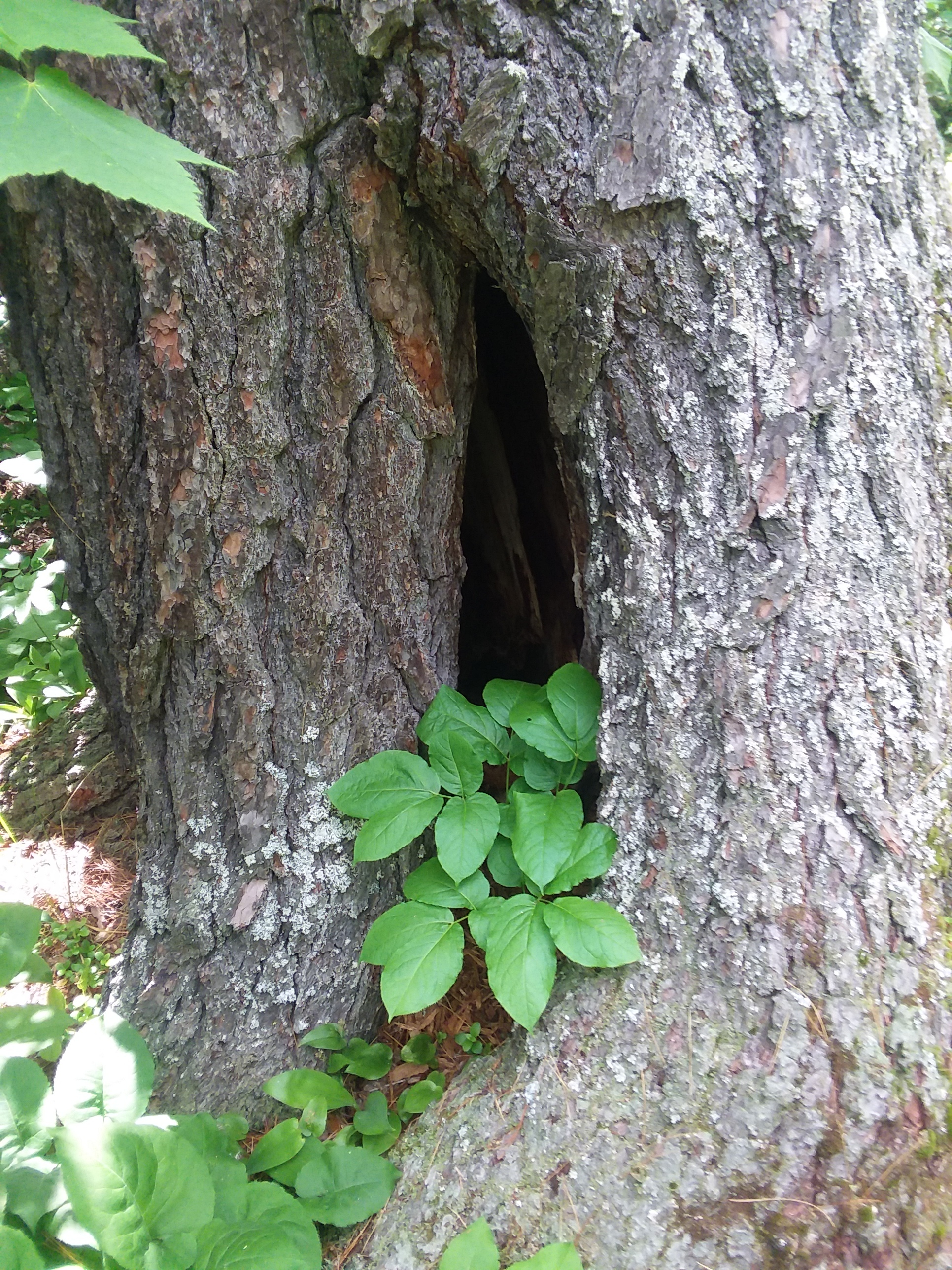 A hollow tree with a tree growing in it