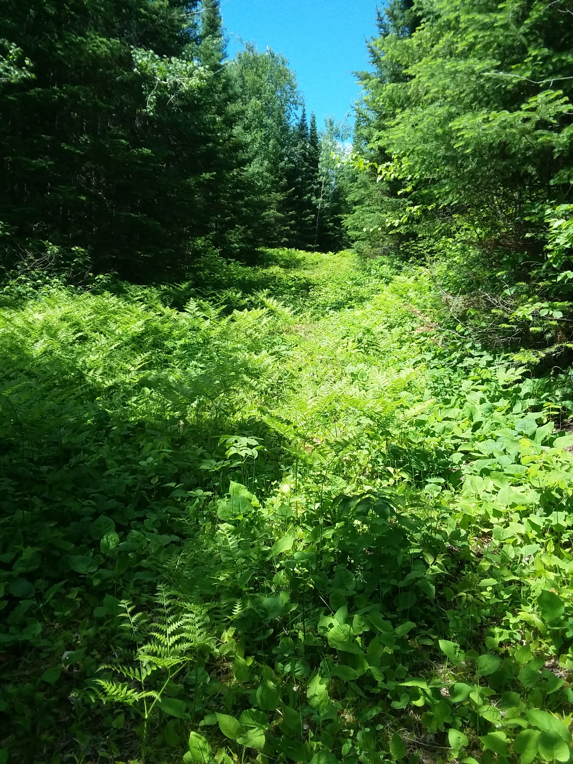 Not exactly easy hiking through the ferns up to my waist.