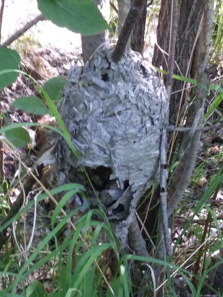 An abandoned paper wasp nest