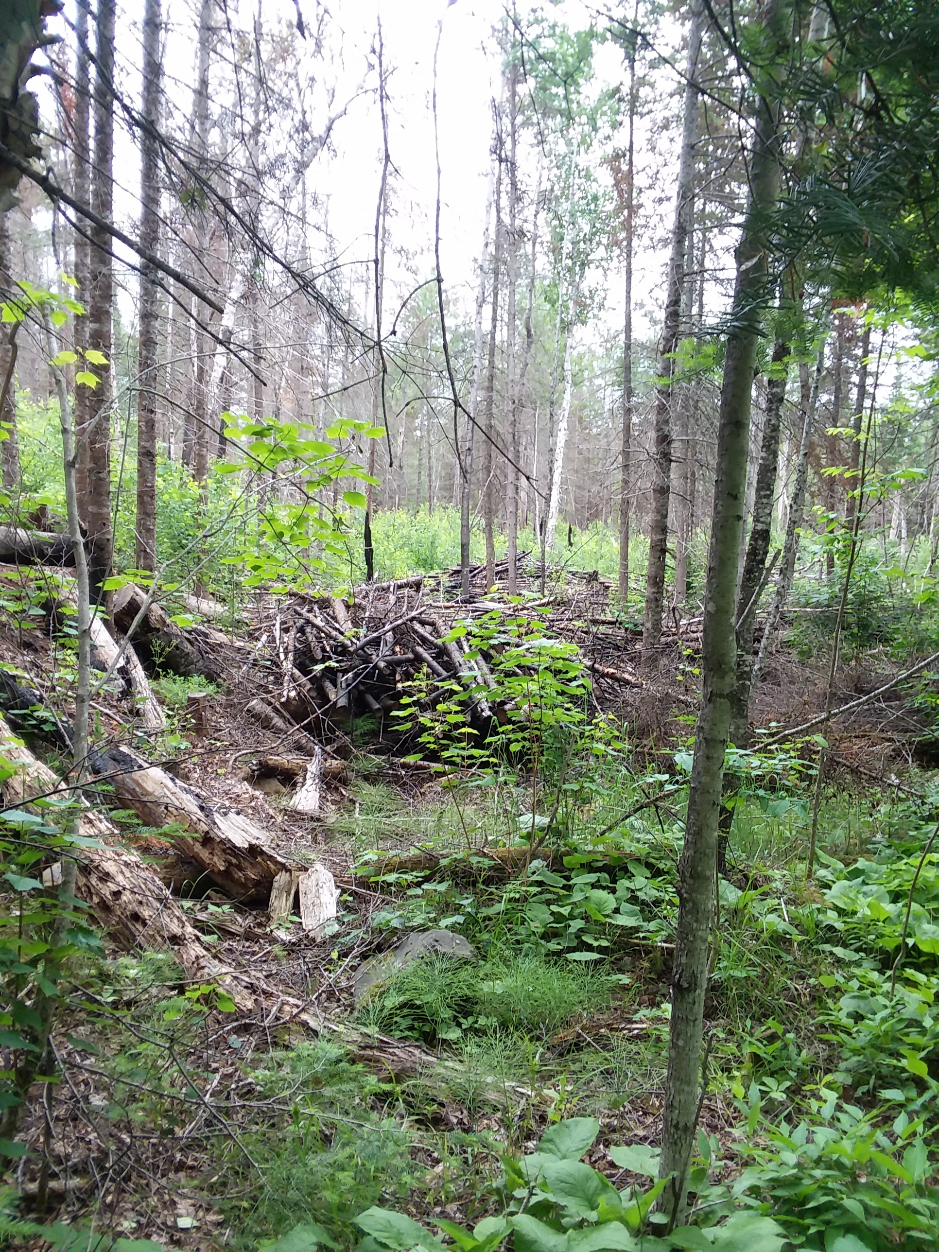 Pile of wood in the forest, burned by the bastards at the National Forestry Service