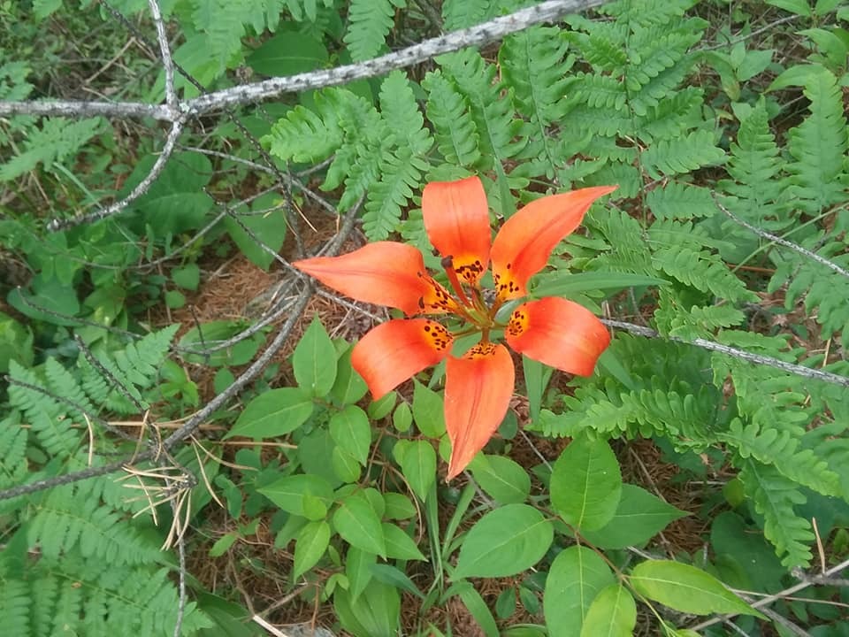 lily