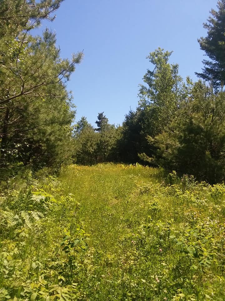 The flat part of Bear Cup... probably the only stretch that isn't hills.